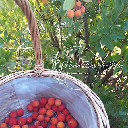 Ninho Bico-de-lacre ~ O Paraiso E A/na Terra بيت للعطل