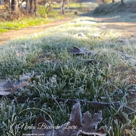 Ninho Bico-de-lacre ~ O Paraiso E A/na Terra